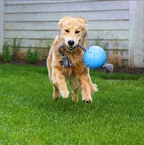 10 Best Outdoor Dog Toys in 2026 – Reviews & Top Picks