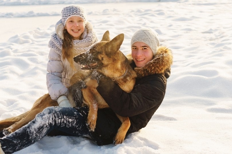 What to Know Before Buying a German Shepherd: 10 Key Facts