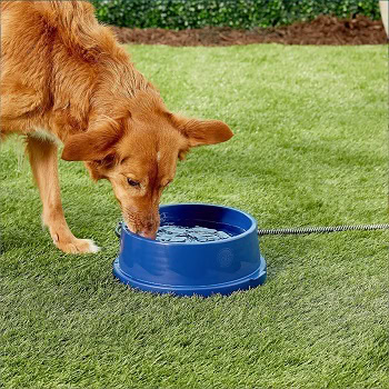 7 Best Heated Dog Bowls 2026 – Reviews & Top Picks
