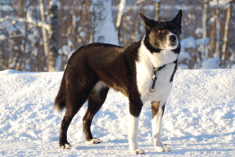 7 Finnish Dog Breeds: Native Breeds to Finland (With Info & Pictures)