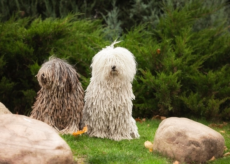 15 Dog Breeds With Dreadlocks: Info, History, Pictures & Facts