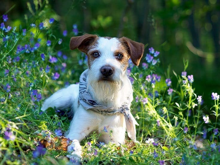 Kromfohrländer: Dog Breed Info, Pictures & Facts