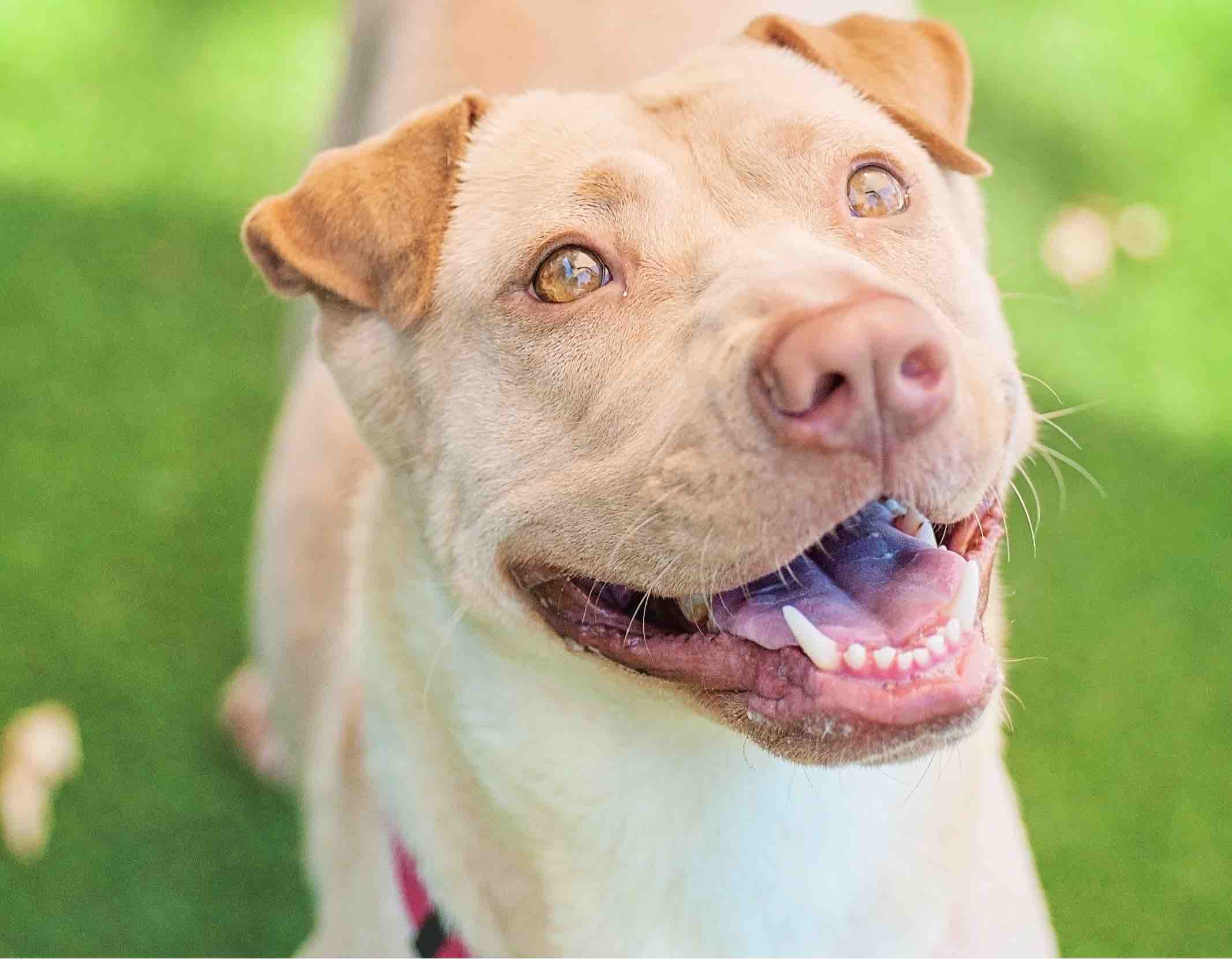 Lab Pei (Labrador Retriever & Chinese Shar Pei Mix): Info, Pictures, Facts