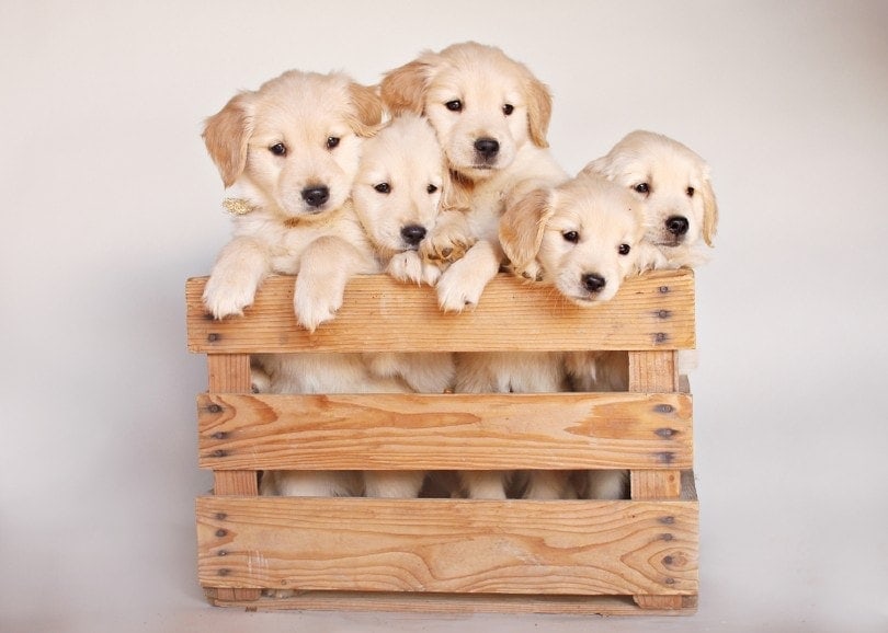 5 Consequences of Inbreeding in Dogs: Vet-Reviewed Inherent Problems Explained