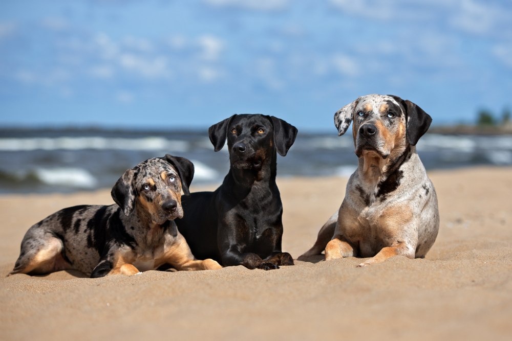 7 Awesome Dog-Friendly Beaches in Santa Barbara, CA (2026 Update)