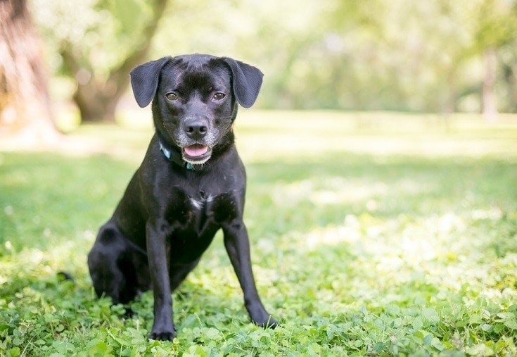 Labbe Dog (Labrador Retriever & Beagle Mix): Info, Pictures, Facts