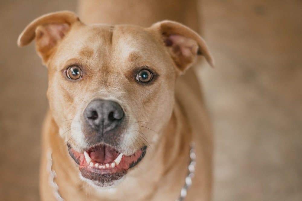 Labrabull (Labrador Retriever & American Pitbull Mix): Info, Pictures, Characteristics & Facts