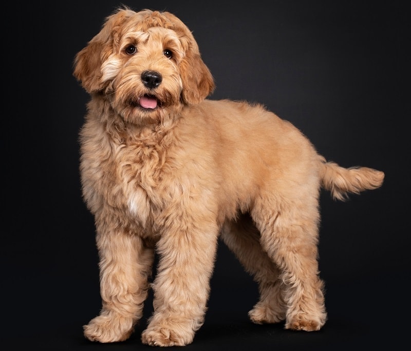 When To Neuter a Labradoodle? Vet-Verified Facts & FAQ