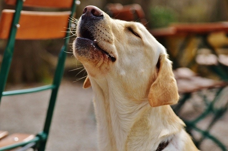How to Get Your Dog to Howl: 5 Methods That Work