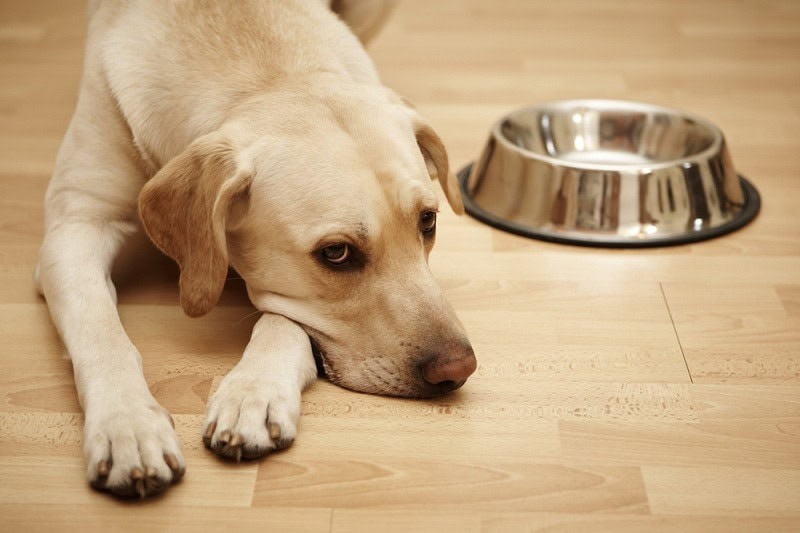Labrador retriever is laying near a big empty dog food bowl