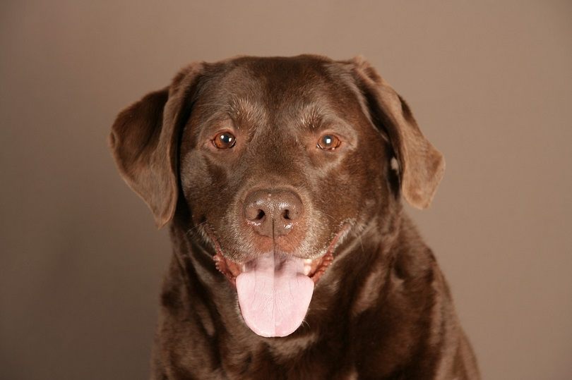 Why Is My Dog’s Tongue White? Vet-Verified Facts & Possible Reasons