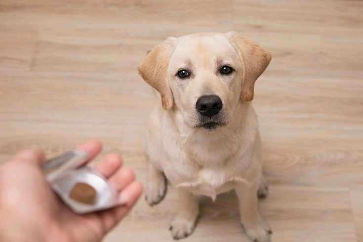 8 Best Probiotics for Dogs - 2026 Reviews & Top Picks