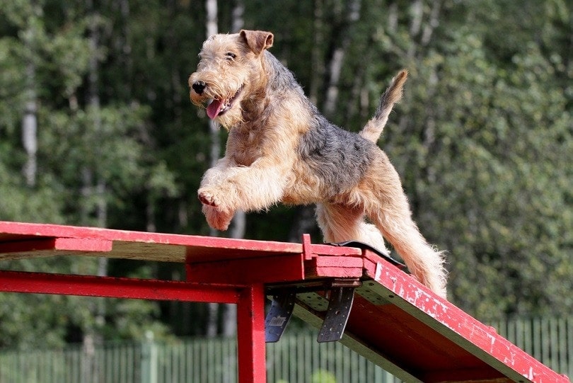 12 Types of Dog Competitions: A Complete Overview