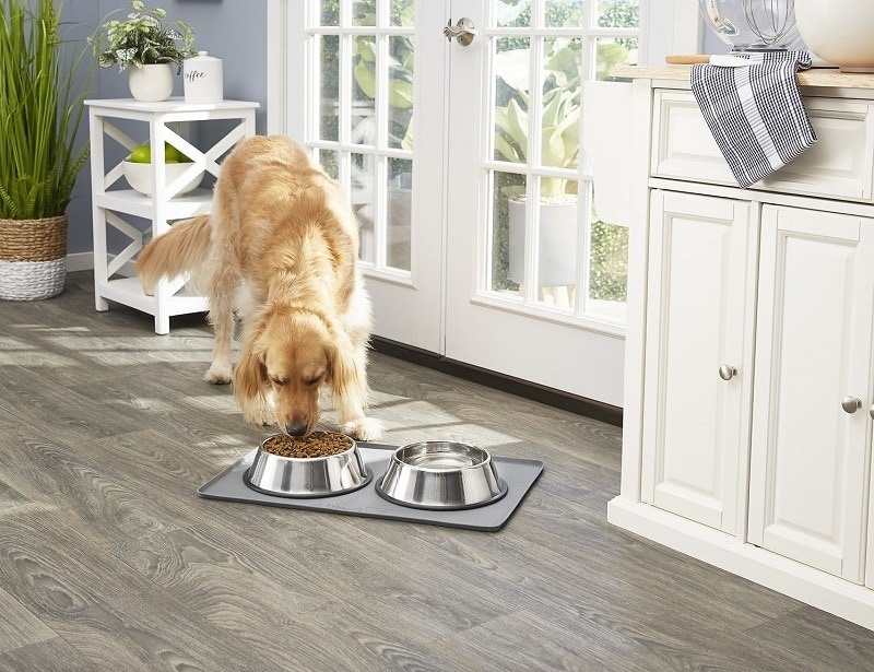 8 Best Dog Bowls for Large Dogs in 2026: Reviews & Top Picks