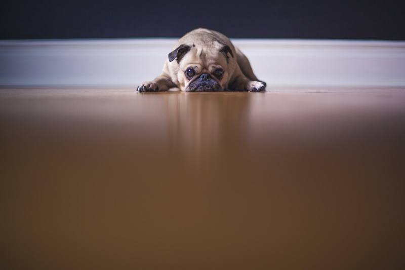 10 Ways to Stop Your Dog From Slipping on Floors