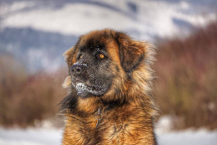 Leonberger in snow