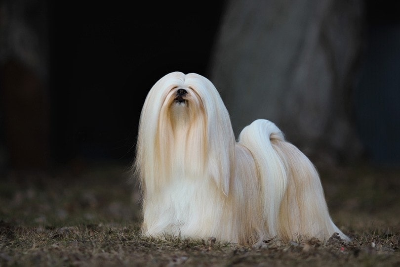 5 Lhasa Apso Haircuts (With Grooming Tips)