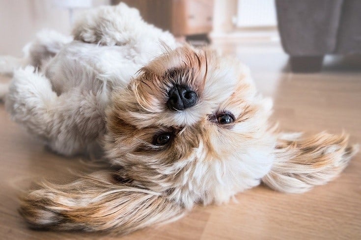 18 Small Dogs That Don’t Shed (With Info & Pictures)