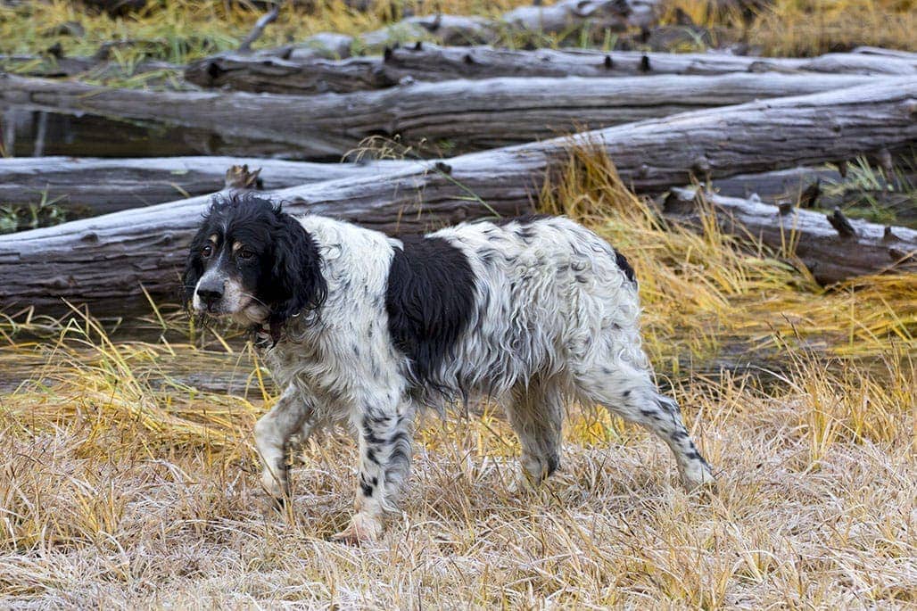 Llewellin English Setter in the field