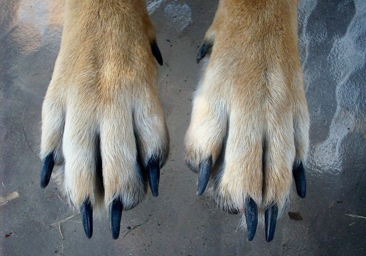What Are the Vet Costs to Fix a Dog’s Broken Nail? 2026 Vet-Approved Update