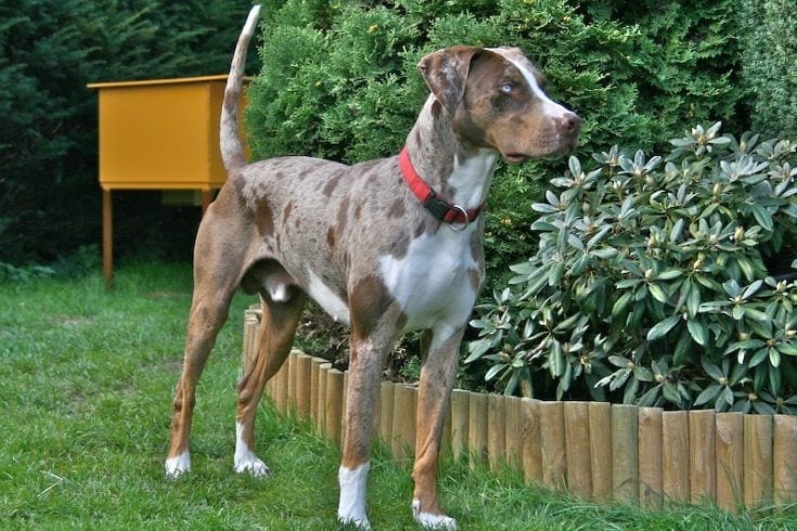 Catahoula Leopard Dog: Info, Pictures, Characteristics & Facts