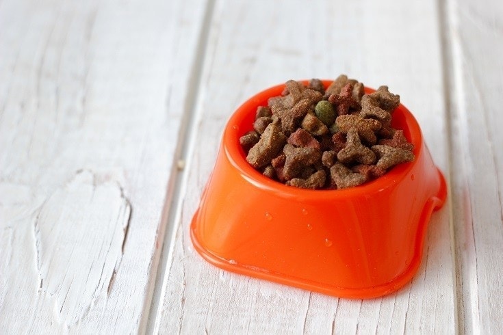 How to Soften Hard Dog Food: 4 Vet-Approved Tips