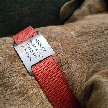 10 Best Dog ID Tags of 2026 - Reviews & Top Picks