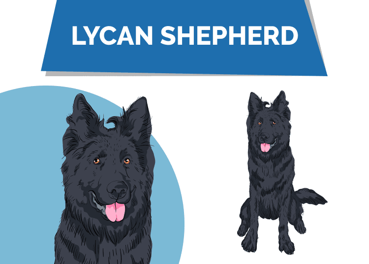 What Exactly Is a Lycan Shepherd? Breed Facts & History