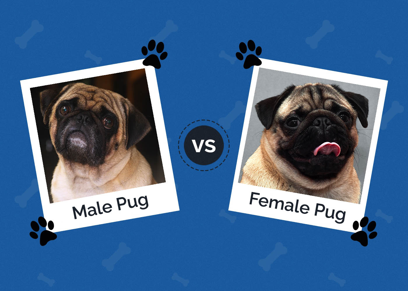 Male vs. Female Pugs: Key Differences (With Pictures)
