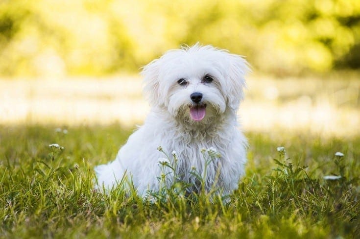 20 Maltese Mixed Breeds (With Info & Pictures)