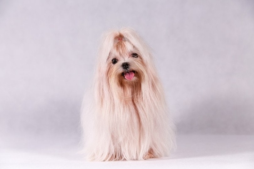 Do Maltese Shed a Lot? Tips to Reduce Shedding & FAQ
