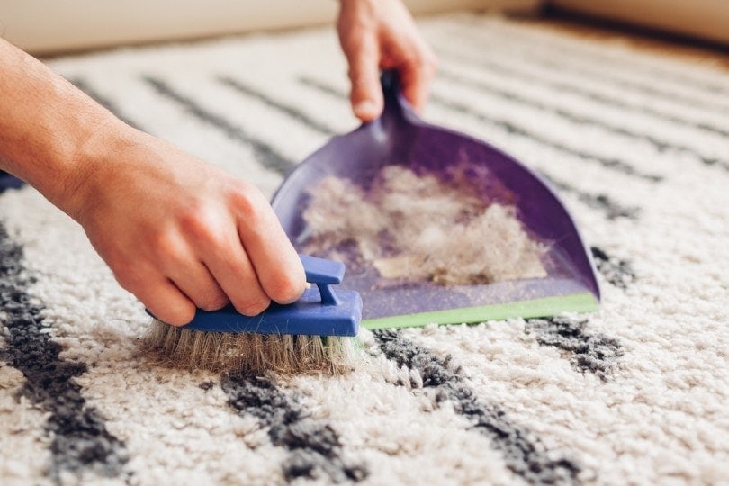 How to Get Dog Hair Out of a Carpet - 5 Easy Ways