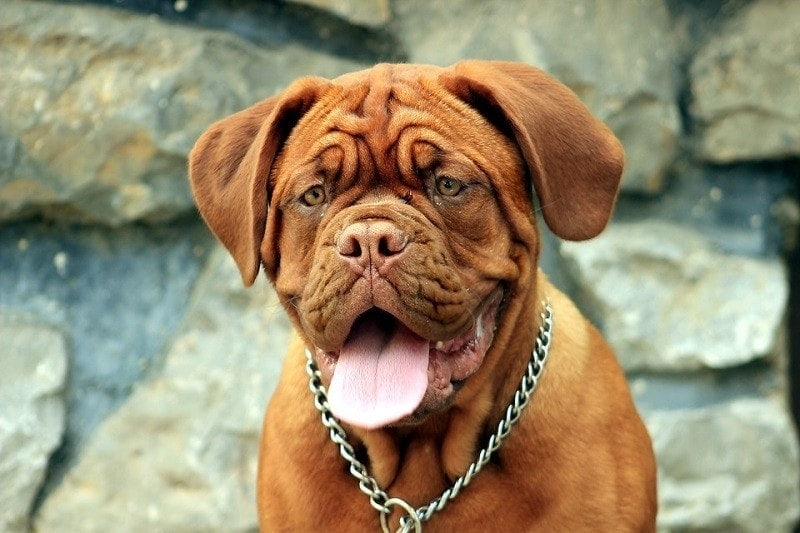 Are Mastiffs Aggressive? Temperament & Personality Traits
