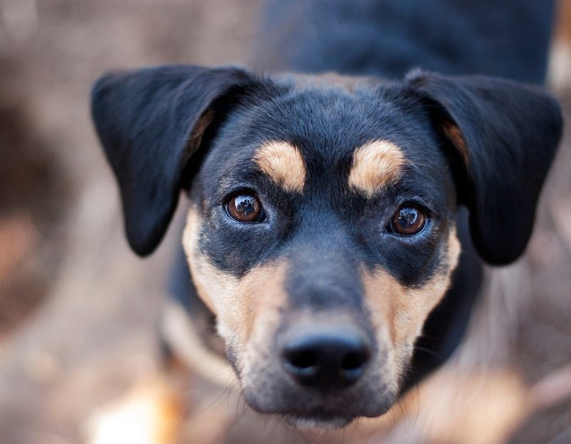 Meagle (Miniature Pinscher & Beagle Mix): Info, Pictures, Characteristics & More