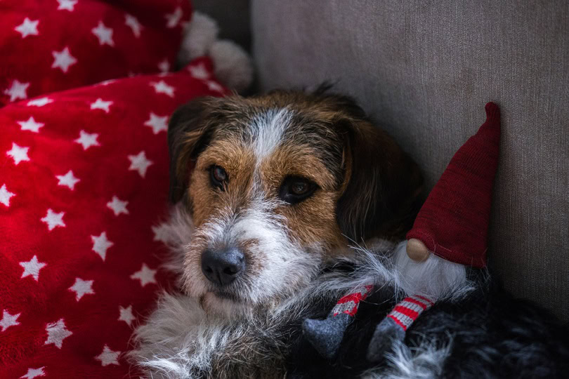 Mini Fox Beagle (Beagle & Fox Terrier Mix): Info, Pictures, Characteristics & Facts