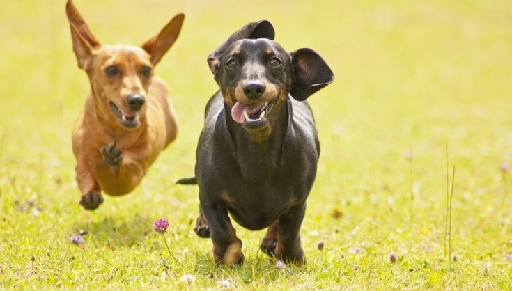 Miniature Dachshund