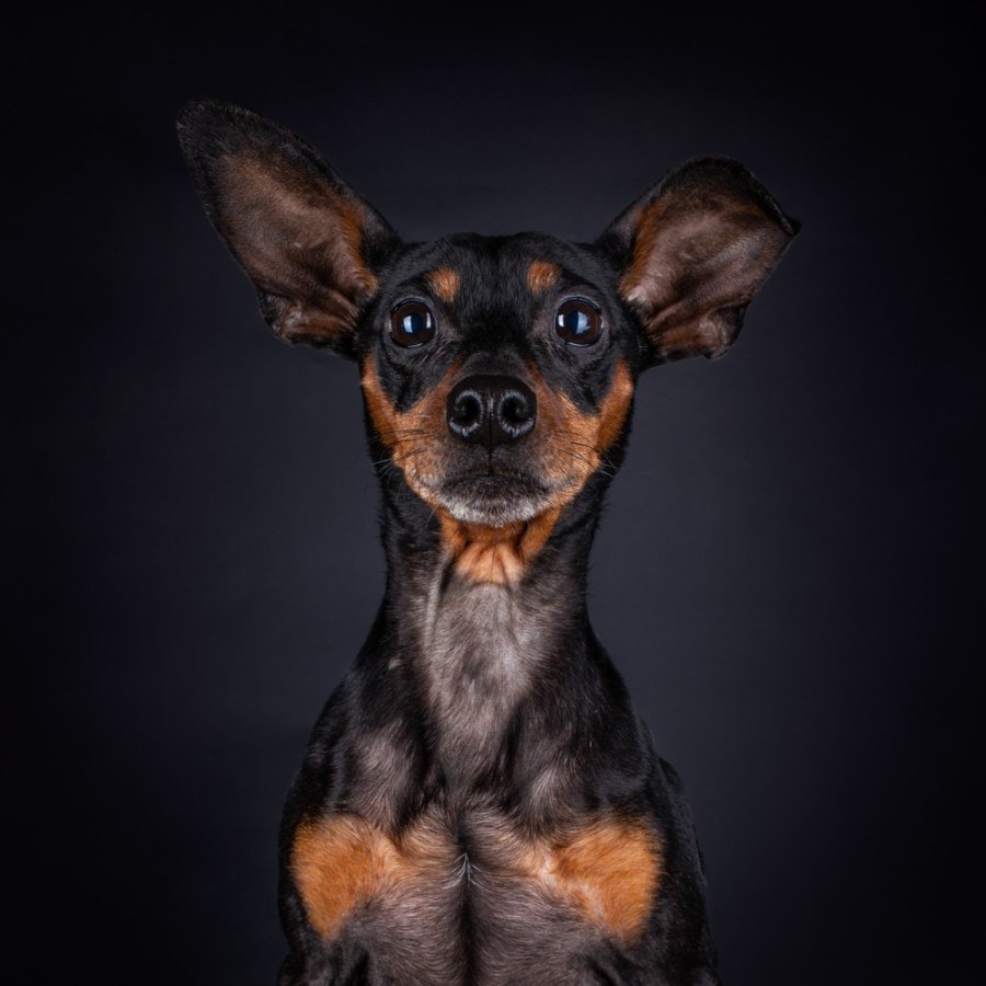 Miniature Pinscher