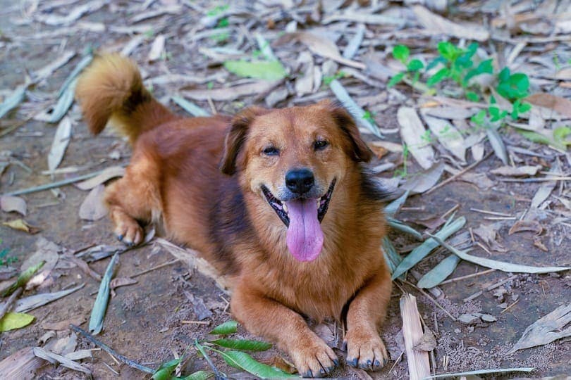 Golden Corgi (Golden Retriever & Corgi Mix): Info, Pictures, Traits & More