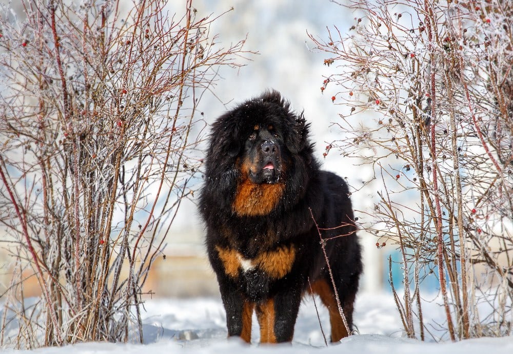 tibetan Mastiff