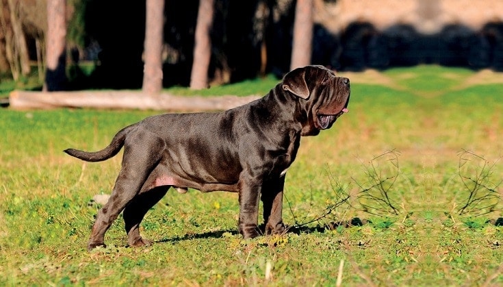 Neapolitan Mastiff Dog Breed: Info, Pictures, Traits & More