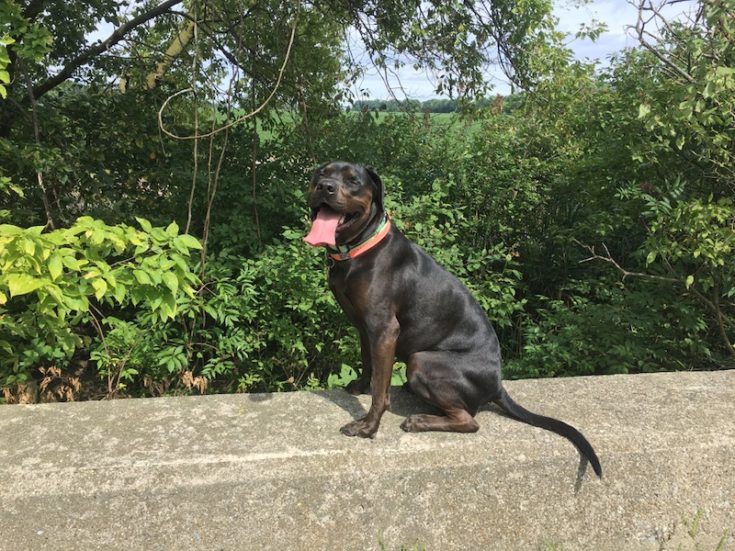 American Neo Bull (American Bulldog & Neopolitan Mastiff Mix): Info, Pictures, Traits