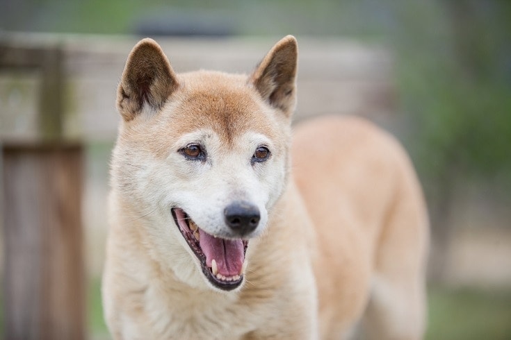 New Guinea Singing dog