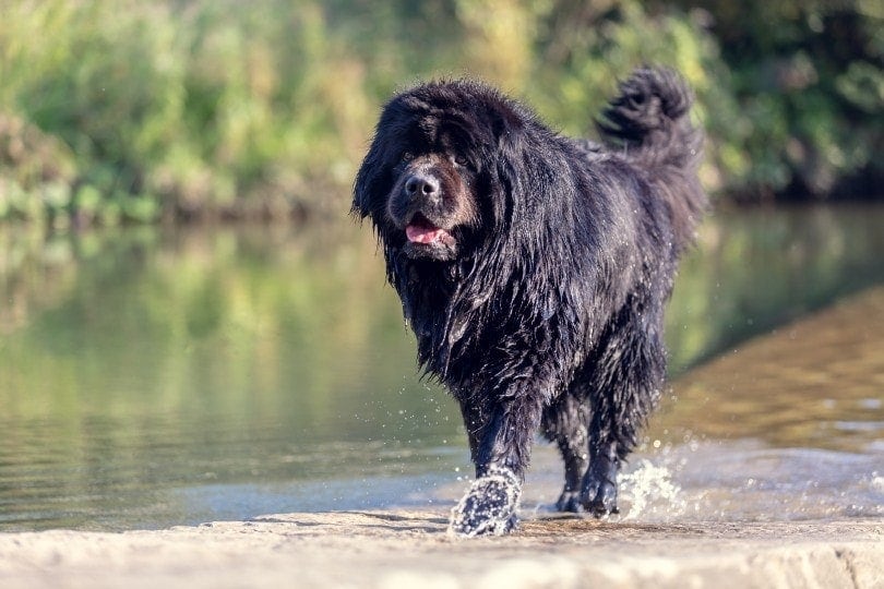 How Much Exercise Does a Newfoundland Need? Vet-Reviewed Factors & FAQ