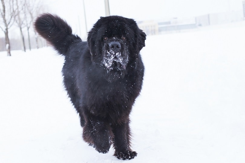 Newfoundland playing in the snow