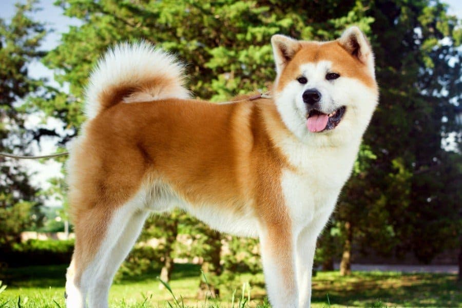 Are Akitas Good Family Dogs? Temperament, Trainability & More