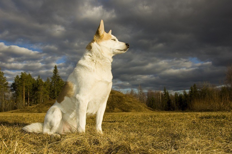 Norrbottenspets | Dog Breed Info: Pictures, Personality & Facts
