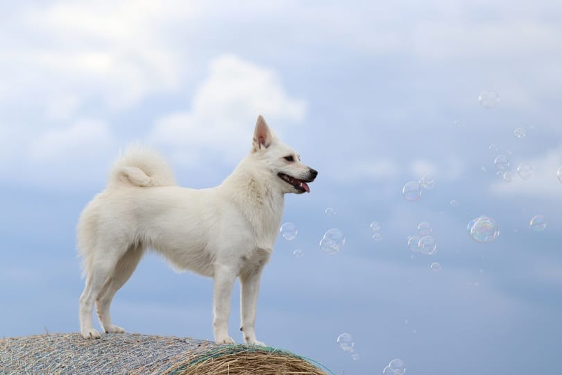 Norwegian Buhund Dog Breed: Info, Picture & Facts