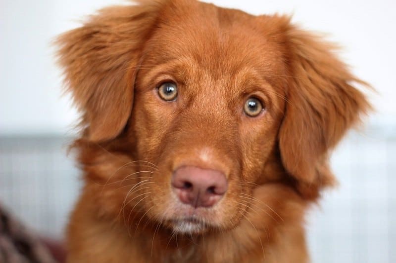 Nova Scotia Duck Tolling Retriever: Info, Pictures, Facts