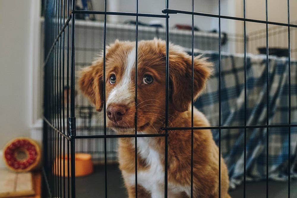 5 DIY Puppy Pen Free & Easy Plans (With Pictures)