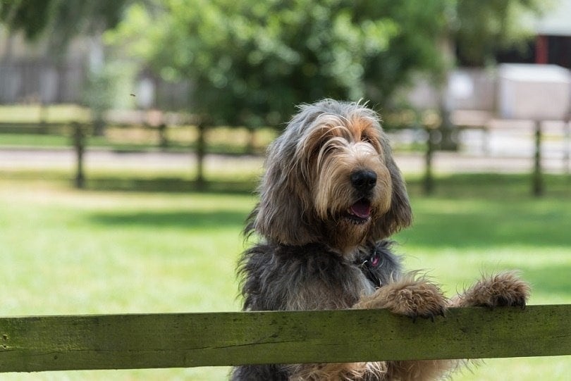10 Different Types of Dog Fences (with Pictures)